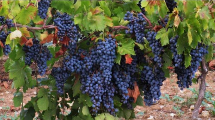 Cabernet Sauvignon